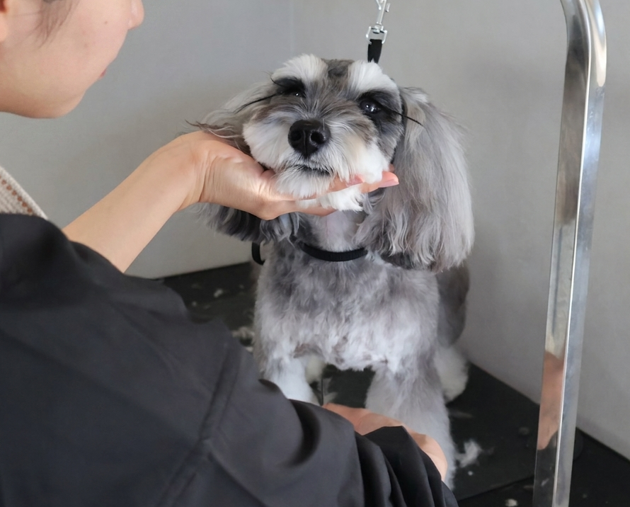 gray and white miniature schnauzer
