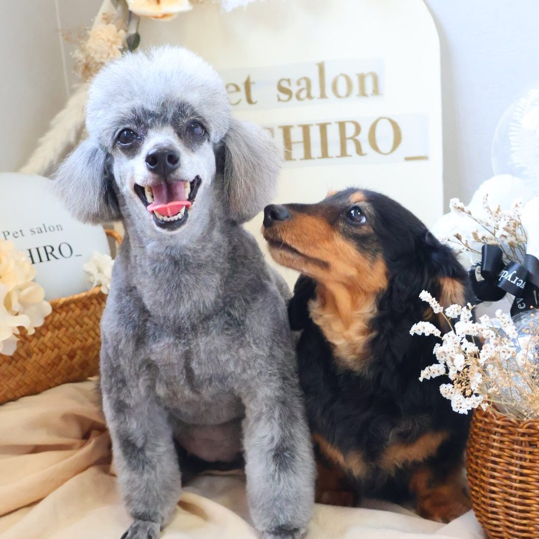 gray and white miniature schnauzer